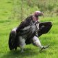 Vultures Face Flush as Warning