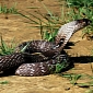 WATCH: Cobra Takes Down and Eats Rat Snake