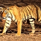 WWF Bans on Private Ownership of Tigers Across the US