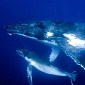 WWF: Japan Has No Business Whaling in the Southern Ocean