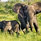 WWF Report Pins Down Poaching “Hot Spots” Worldwide