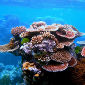 WWF Report Shows Damage to the Great Barrier Reef