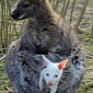 Wallabies Give Birth to Joeys Whose Fur Color Is Opposite Their Mothers’