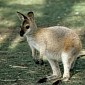 Wallaby Joey Rescued from Being Sold on Facebook in Western Australia