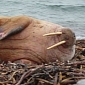 Walrus Travels over 2,000 Miles Just to Visit a Scottish Beach