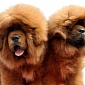 Want to Show Off Your Wealth? Buy a Tibetan Mastiff