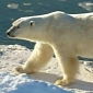 Wanted: Professional Polar Bear Spotter