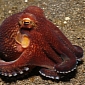 Washington State Wants to Ban Octopus Fishing