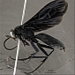 Wasp Genus Abernessia Gets Two New Species