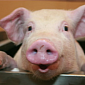 Watch: 10 Reasons Why Pigs Are Super Awesome