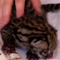 Watch: 2-Week-Old Ocelot Kitten Enjoys a Good Belly Rub