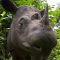 Watch: 5,000% Increase in Rhino Poaching Recorded Between 2007 – 2012