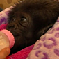 Watch: Abandoned Baby Gorilla Gets Human Family
