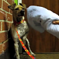 Watch: Abused Dog Is Rescued, Turns Into a Fun, Loving Family Pet