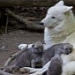 Watch: Adorable Arctic Wolf Pups Will Totally Make Your Day