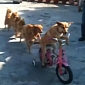 Watch: Adorable Dogs Do the Cutest Conga Line Ever