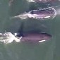 Watch: Aerial Footage Shows Killer Whales Swimming in the Ocean