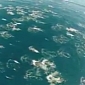 Watch: Aerial Footage of Dolphin Megapod Migration