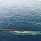 Watch: Aerial Footage of a Fin Whale Swimming Through the Pacific