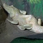 Watch: Albino Alligator Has Back Problems, Resorts to Acupuncture