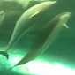 Watch: Albino Dolphin Calf Held Captive at the Taiji Whale Museum