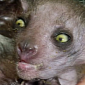 Watch: All You Need to Know About the Freakishly Ugly Aye-Aye