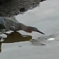 Watch: Amazing Bird Uses Bread as Bait, Catches Big Fish