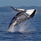 Watch: Amazing Facts About Humpback Whales [Video]