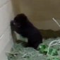Watch: Andean Bear Cub Takes Its First Steps, Wobbles the Entire Time