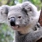 Watch: Angry Koalas Battle It Out in the Australian Wilderness