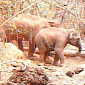 Watch: Asian Elephants Caught on Camera Traps in Cambodia