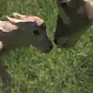 Watch: Baby Addax Antelope Takes Its First Steps
