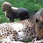 Watch: Baby Cheetahs Play with Their Mom, Enjoy a Day in the Sun