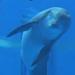 Watch: Baby Dolphin Is Born at Brookfield Zoo in Illinois