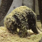 Watch: Baby Elephant Dives Head First in Woodchips
