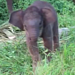 Watch: Baby Elephant Learns to Use Its Trunk