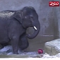 Watch: Baby Elephant Playing Water Polo Is Utterly Adorable