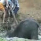 Watch: Baby Elephant Rescued After Getting Stuck in a Ditch