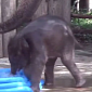 Watch: Baby Elephant at Fort Worth Zoo Plays in Kiddie Pool