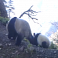 Watch: Baby Giant Panda and Mom Caught on Camera in the Wild