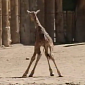 Watch: Baby Giraffe Tries to Take Its First Steps, Keeps Falling Down