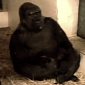 Watch: Baby Gorilla Rejected by Her Biological Mom Gets a New Family