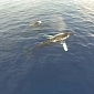 Watch: Baby Humpback Whale Swims, Plays, Snuggles with Its Mom