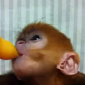 Watch: Baby Leaf Monkey's Life Saved by Zookeepers Who Bottle-Feed Her Round the Clock