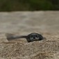 Watch: Baby Leatherback Turtle Tries to Reach the Ocean