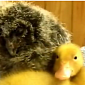 Watch: Baby Owl and Baby Duck Cuddle Together, Eventually Fall Asleep