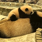 Watch: Baby Panda Desperately Tries to Wake Up Its Mom
