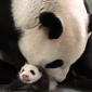 Watch: Baby Panda Is Reunited with Her Mom
