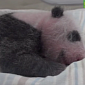 Watch: Baby Panda Sucks Its Thumbs, Looks Utterly Adorable Doing It
