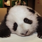 Watch: Baby Panda Takes His First Steps